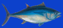 Thon obèse/Bigeye tuna 