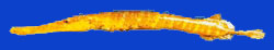 Aupapa tohe tupou/Poisson trompette/Trumpetfish 