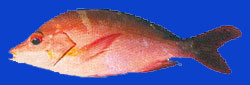 Vinaneau pagaie/Paddletail 