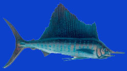 Voilier du pacifique/Pacific sailfish 
