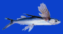 Marara/Poisson volant/Flyingfish 